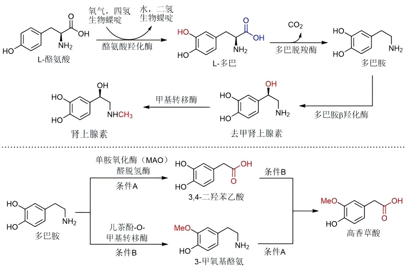 酵母从头合成黄体酮